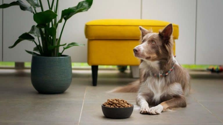 Taking Proper Care Of A Family Dog 4 Nutritional Tips