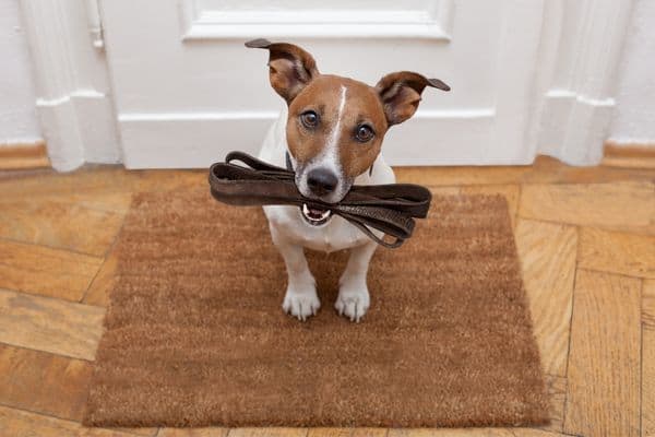 Adorable Dog Holding A Leash