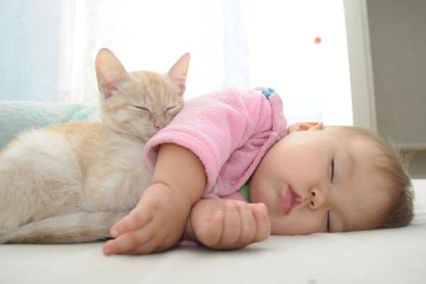 Cat And Baby Sleeping