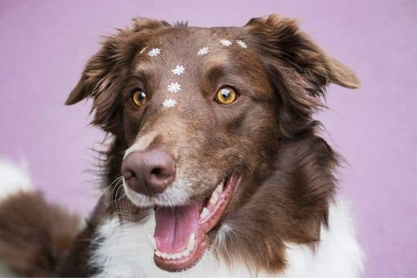 Cute Stickers On Happy Dog