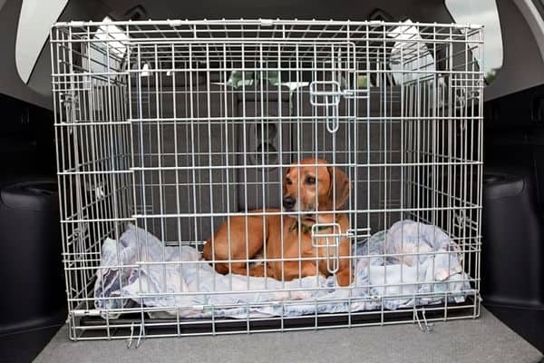 Dog Resting Inside A Crate While Travelling