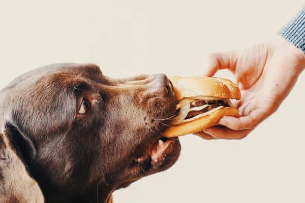 Person Giving Burger To Dog