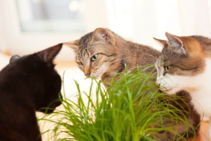 Cats Are Eating Grass