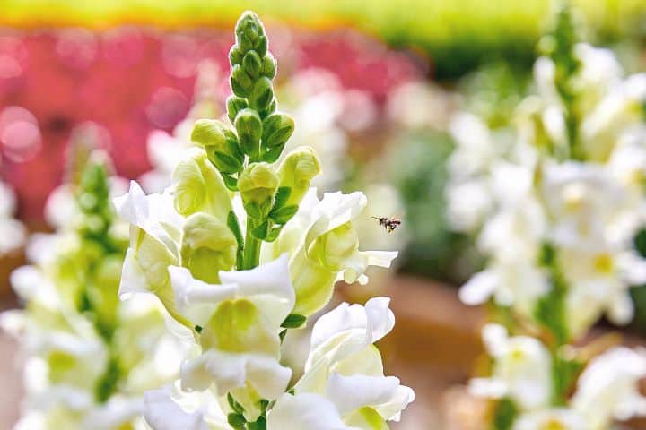 Snapdragon In Garden