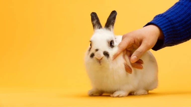 What Does Your Pet Need In Order To Look Its Best