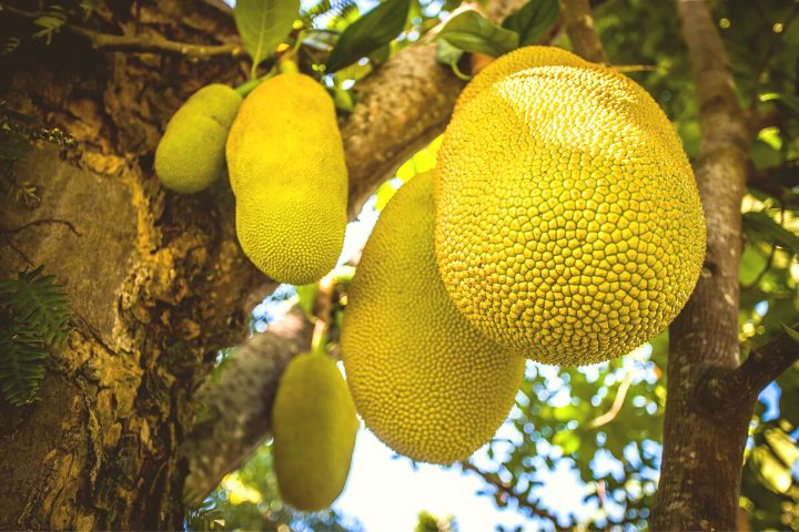 Jackfruit