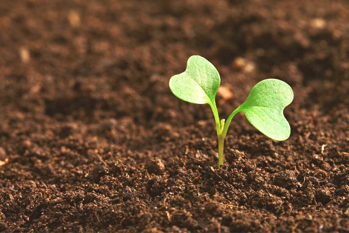 Plant In The Soil