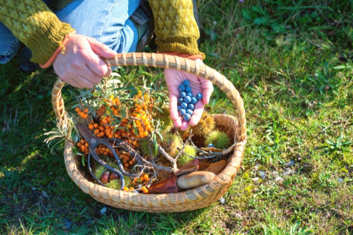 Woman Is Foraging With A Basket 