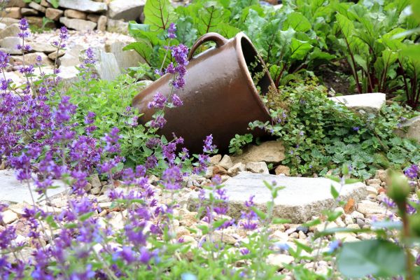 Catnip In The Gaden