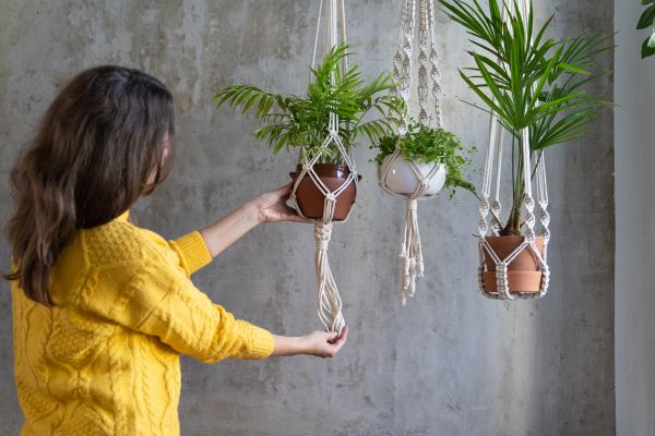 Indoor Plants