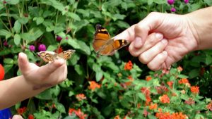 Creating A Magical Butterfly Garden For Kids