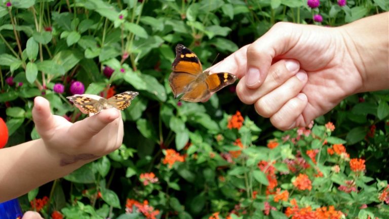 Creating A Magical Butterfly Garden For Kids