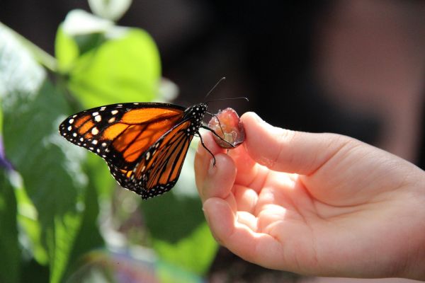 Monarch Butterfly Resting On Child's Hand