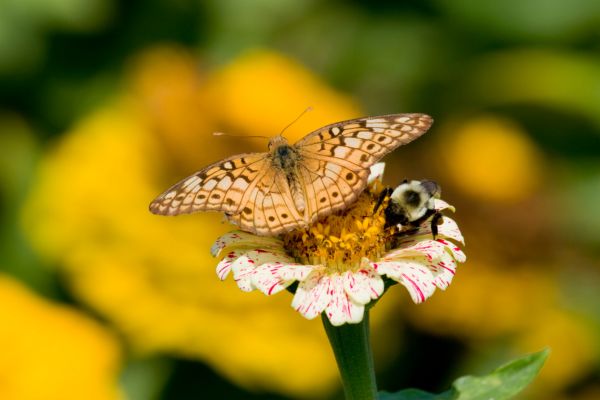 Wild Garden For Butterfly And Bees
