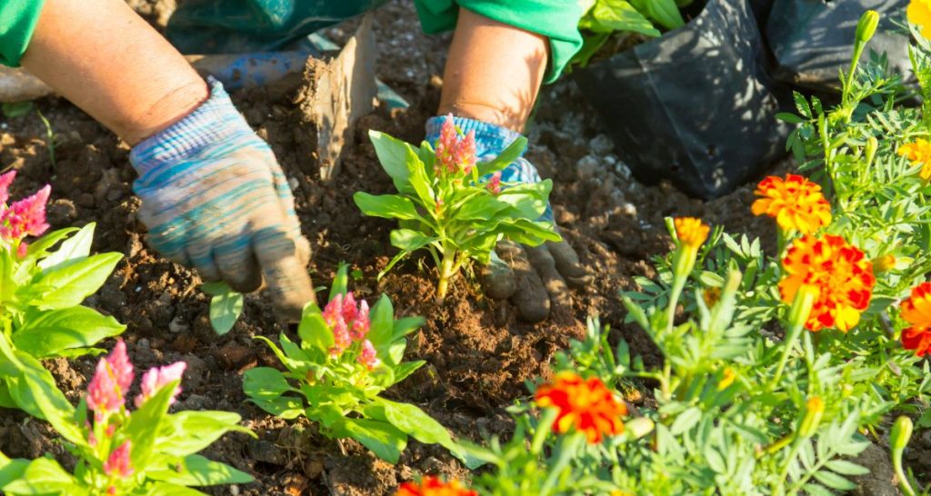 Plenty Of Sunlight While Gardening