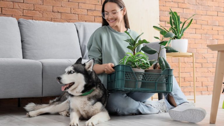 Toxic Or Not How To Choose Pet Safe Plants For A Beautiful Home