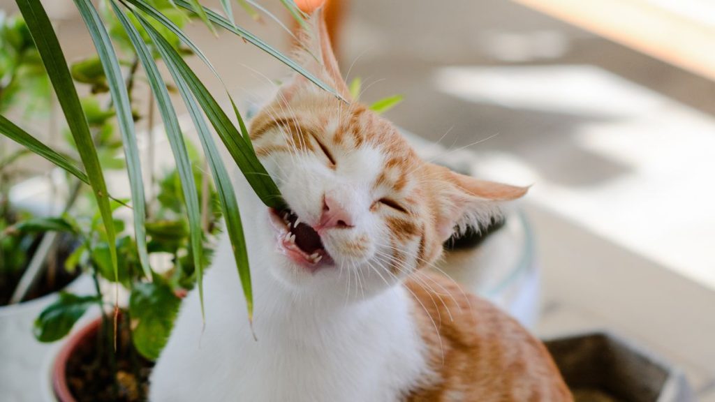 Cats Often Explore Plants With Their Mouths