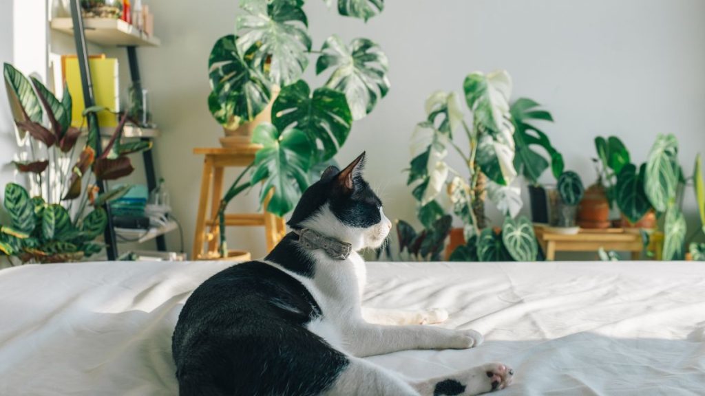 Popular Indoor Plants Can Be Toxic